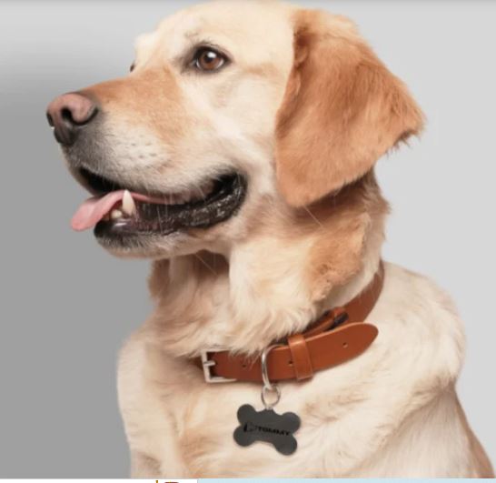 Explore Oasis Customizied Front & Back Printed Pet Tags - Unisex Bone Shape White